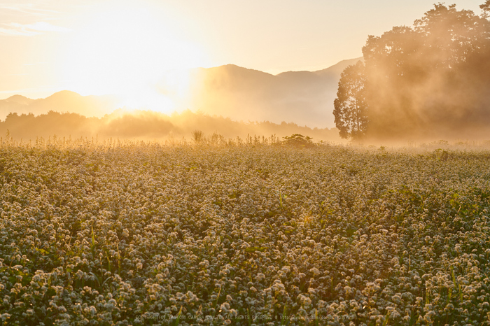 お写ん歩: Nikon AF-S NIKKOR 16-35mm f/4G ED VRアーカイブ